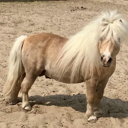 Wilsmann Apartmentvermietung 3*