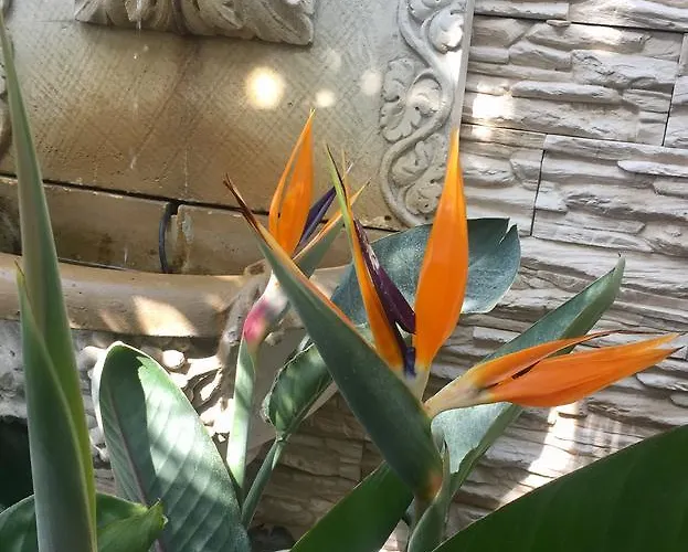 Wilsmann Apartmentvermietung 3*