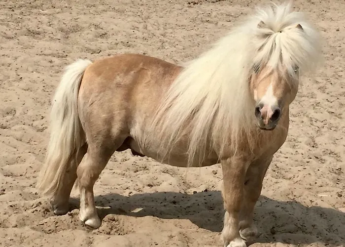 Wilsmann Apartmentvermietung 3*